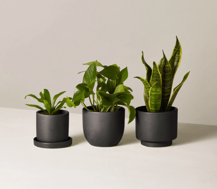 Photo courtesy of The Sill